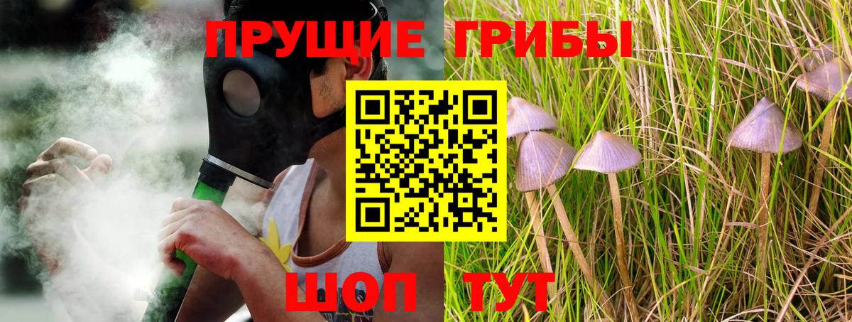 Псилоцибиновые грибы Cubensis Северск